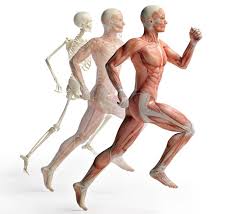 musculoskeltal system
